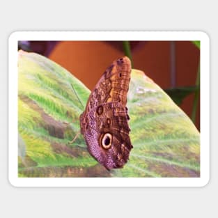 The Magnificent Owl Butterfly Sticker